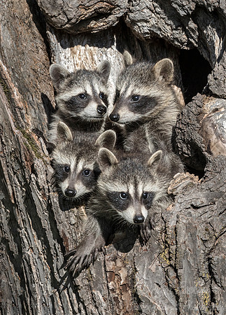 142 Racoons (Procyon lotor) - Minnesota Wildlife Connection