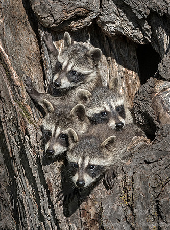 143 Racoons (Procyon lotor) - Minnesota Wildlife Connection