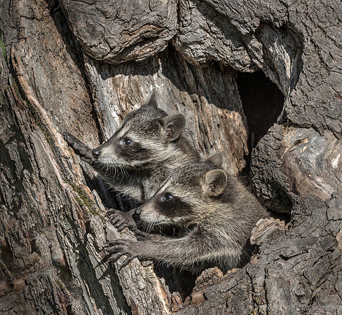 144 Racoons (Procyon lotor) - Minnesota Wildlife Connection