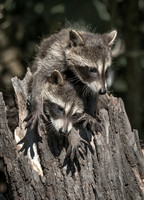 2018 Minnesota Other Animals