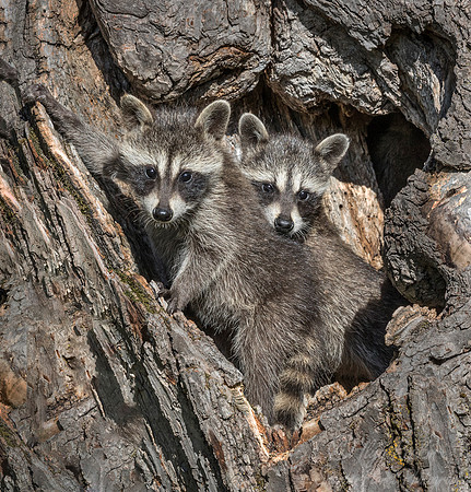 146 Racoons (Procyon lotor) - Minnesota Wildlife Connection