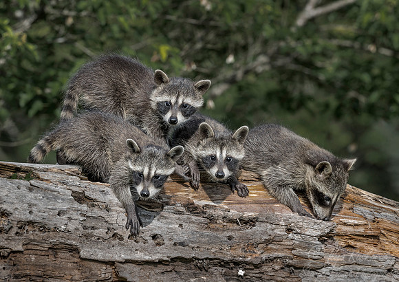 147 Racoons (Procyon lotor) - Minnesota Wildlife Connection