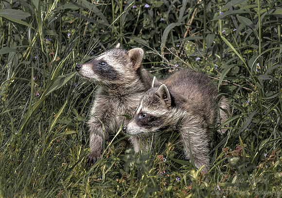 148 Racoons (Procyon lotor) - Minnesota Wildlife Connection