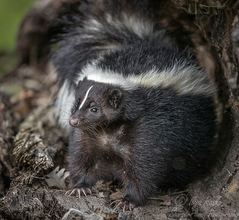 149 Striped Skunk (Mephitis mephitis) - Minnesota Wildlife Connection