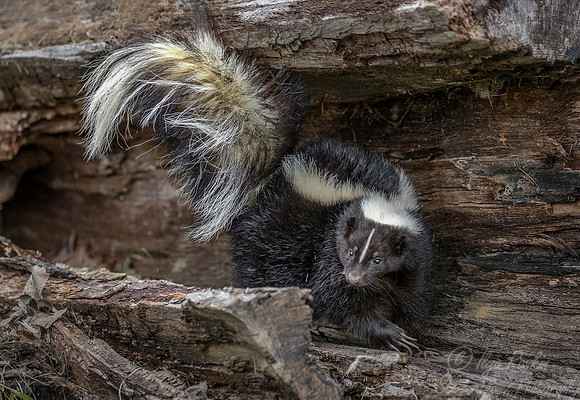 150 Striped Skunk (Mephitis mephitis) - Minnesota Wildlife Connection