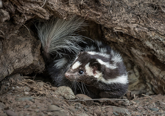 151 Eastern Spotted Skunk (Spilogale putorius) - Minnesota Wildlife Connection