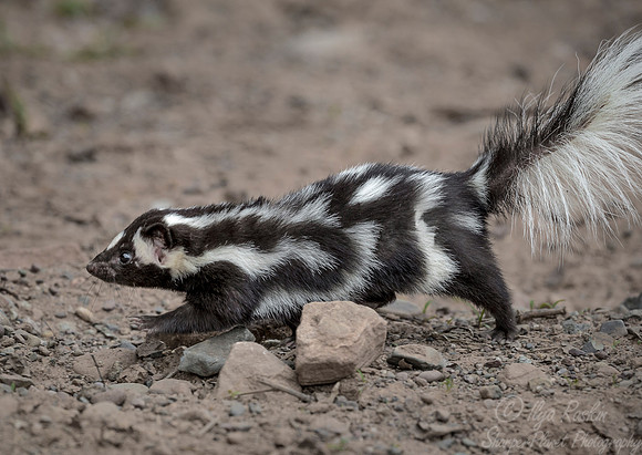 152 Eastern Spotted Skunk (Spilogale putorius) - Minnesota Wildlife Connection