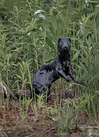 153 American Mink (Neovison vison) - Minnesota Wildlife Connection