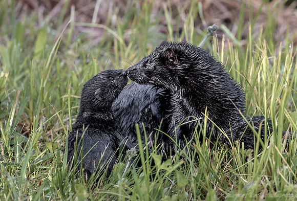 155 American Mink with pups (Neovison vison) - Minnesota Wildlife Connection
