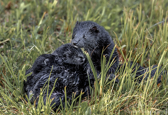 156 American Mink with pups (Neovison vison) - Minnesota Wildlife Connection