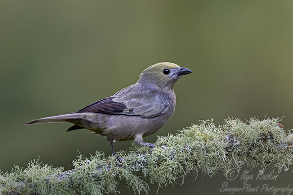557 Palm tanager (Thraupis palmarum) - Colombia cloud forest