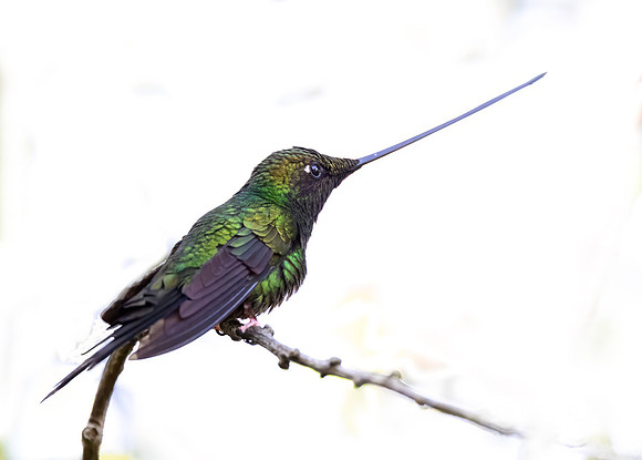 518 Sword-billed hummingbird (Ensifera ensifera) - Colombia cloud forest