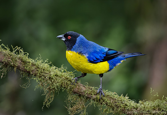 662 Hooded mountain tanager (Buthraupis montana) - Ecuador-2