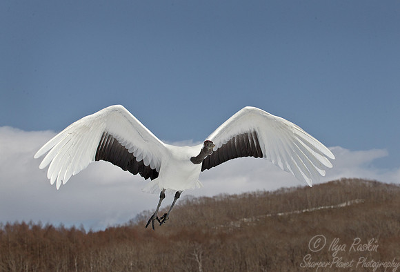 052 Red-crowned Crane (Grus japonensis) - Hokkaido Japan