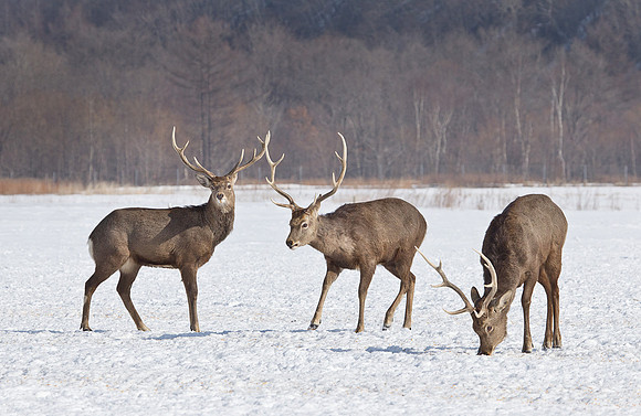117 Sika Deers (Cervus nippon) - Hokkaido Japan
