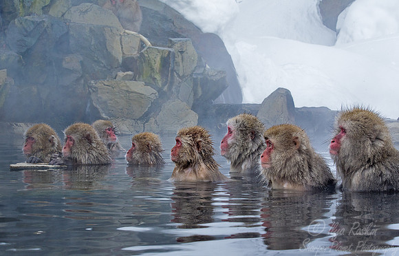 030 Japanese macaques (Snow monkeys)(Macaca fuscata) - Nagano Japan
