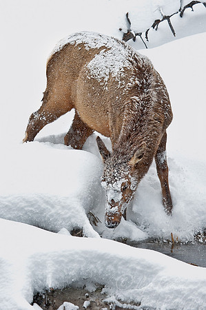 019_Elk (Cervus canadensis)_Yellowstone
