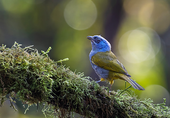 554 Blue-capped tanager (Sporathraupis cyanocephala) - Colombia cloud forest