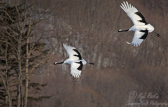070 Red-crowned Cranes (Grus japonensis) - Hokkaido Japan