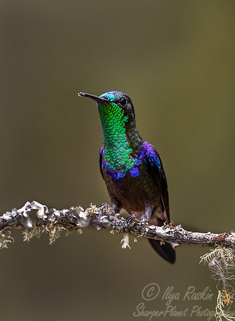 440 Green crowned woodnymph male (Thalurania colombica) - Colombia cloud forest