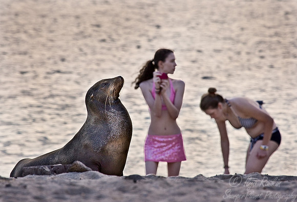 016_Galapagos Sea Lion_Ecuador
