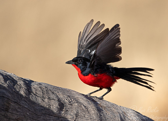 174 Crimson-breasted shrike (Laniarius atrococcineus) - Kgalagadi Transfrontier Park SA