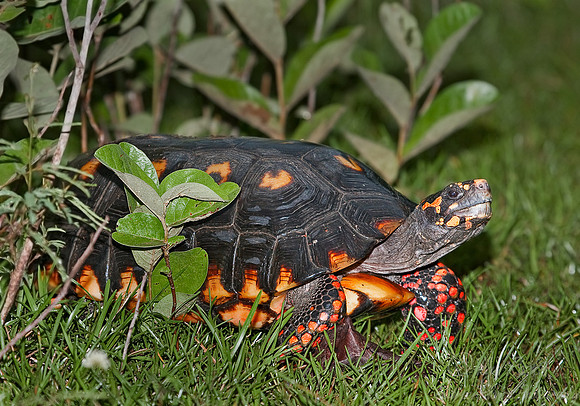 039_Yellowfoot tortoise_master_Pantanal_Brazil