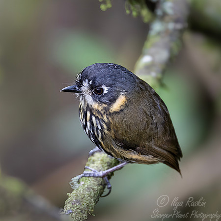 592 Crescent-faced antpitta (Grallaricula lineifrons) - Colombia cloud forest