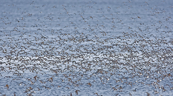 056 Flying Shorebirds - DE