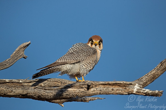 348 Red-necked falcon (Falco chicquera) - Kagalagadi Transfrontier Park SA