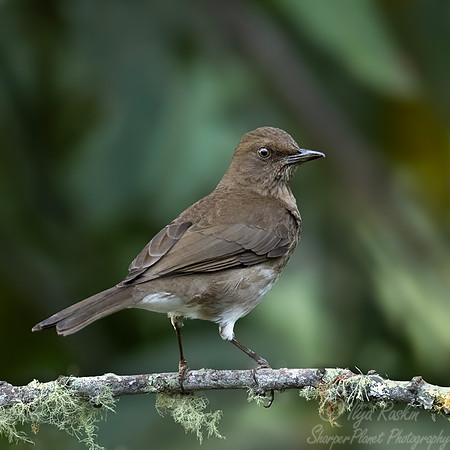 573 Black-billed thrush female (Turdus ignobilis) - Colombia cloud forest