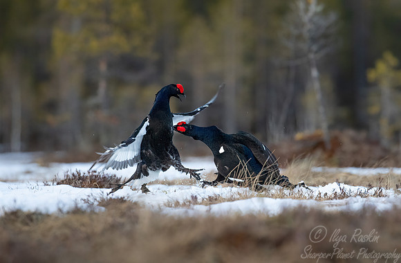 060 Black grouse (Lyrurus tetrix) - Finland