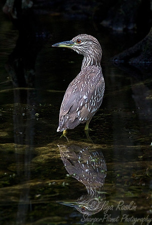 186 Black-crowned Night Heron - juvenile (Nycticorax nycticorax) FL