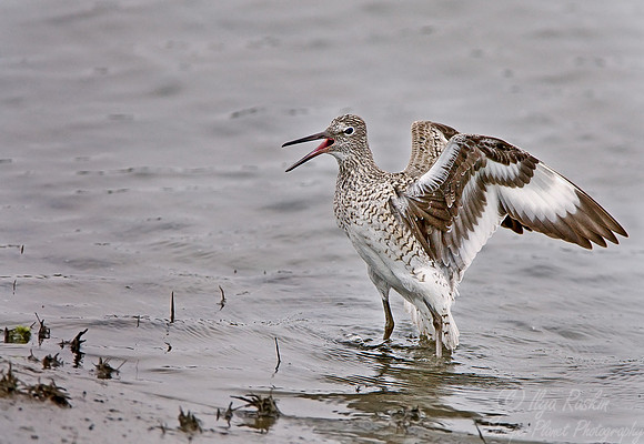 074 Willet - NJ