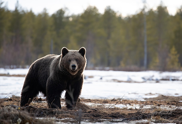 384 Eurasian brown bear (Ursus arctos arctos) - Finland