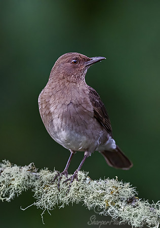 574 Black-billed thrush female (Turdus ignobilis) - Colombia cloud forest