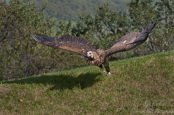 050 Cinereous Vulture  (Aegypius monachus) - Kazakhstan