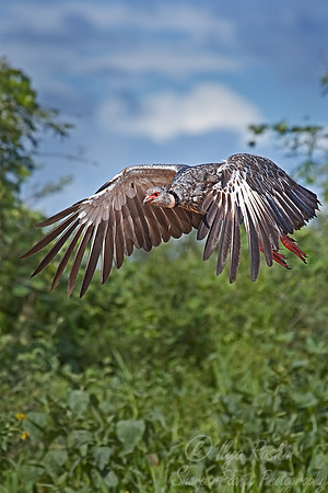 008 Southern screemer - Pantanal Brazil