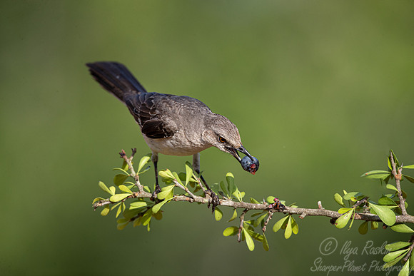 108 Mockingbird (Mimus polyglottos) - TX