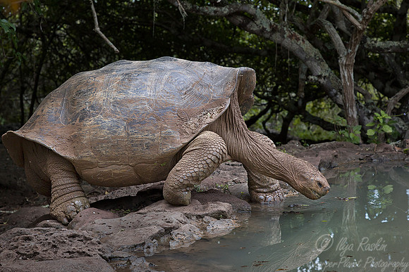 044 Galapagos giant tortoise (Chelonoidis nigra) - Galapagos Ecuador