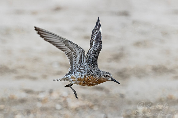 280 Red Knot (Calidris canutus) - NJ