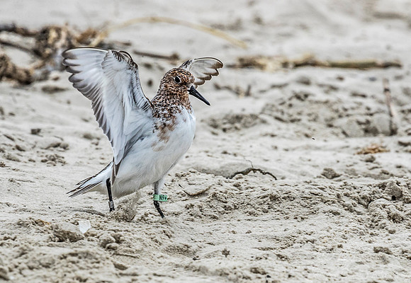 283 Semipalmated Sandpiper (Calidris pusilla) - NJ