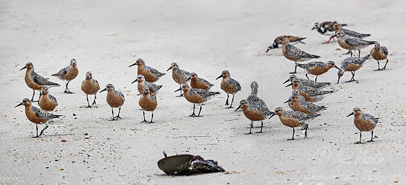 282 Red Knot (Calidris canutus) - NJ.