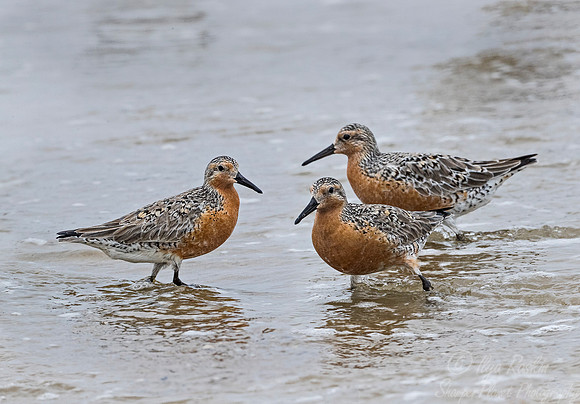 281 Red Knot (Calidris canutus) - NJ.