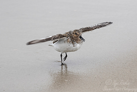 284 Semipalmated Sandpiper (Calidris pusilla) - NJ