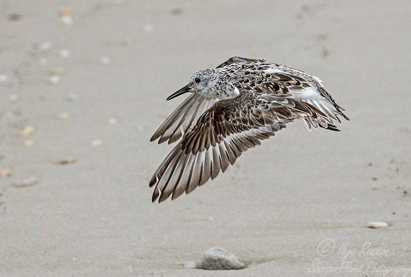 285 Semipalmated Sandpiper (Calidris pusilla) - NJ
