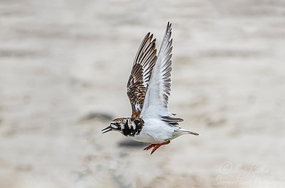 286 Semipalmated Sandpiper (Calidris pusilla) - NJ