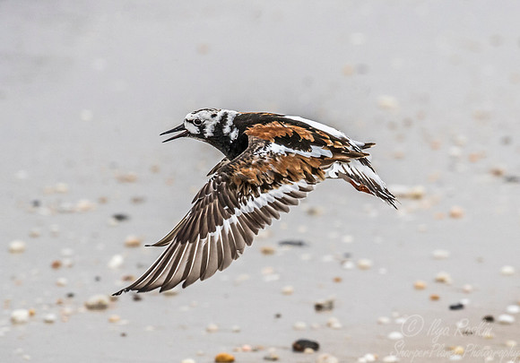 287 Ruddy Turnstone (Arenaria interpres) - NJ