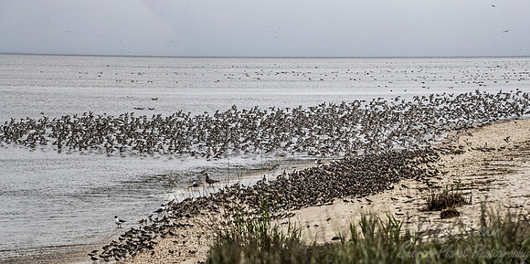 288 Shorebirds - NJ
