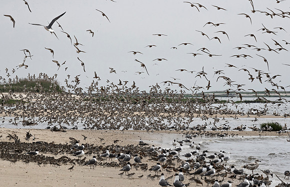289 Shorebirds - NJ